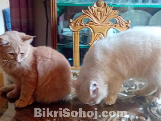 পার্সিয়ান বিড়াল ২টি